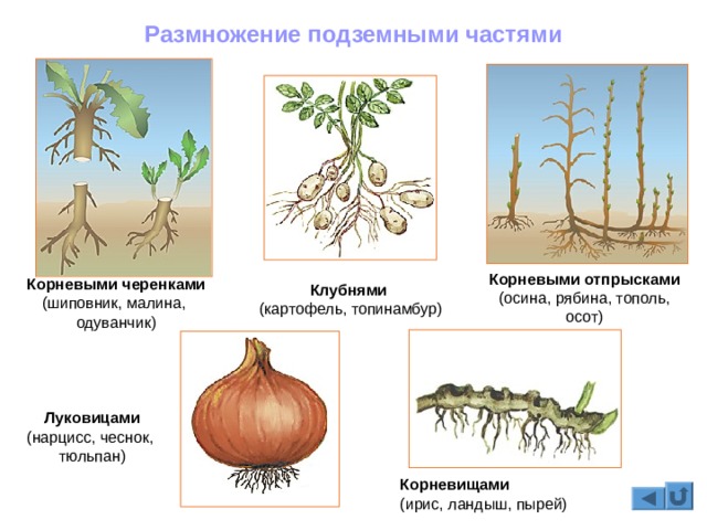 Кракен маркетплейс что это